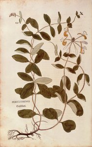 Honeysuckle (Lonicera periclymenum) de Leonhart Fuchs de De historia stirpium commentarii insignes (Notable Commentaries on the History of Plants), gravura colorida de Leonhard Fuchs