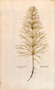 Cavalinha - Equisetum arvense (Equisetum longius) de Leonhart Fuchs de De historia stirpium commentarii insignes (Notable Commentaries on the History of Plants), gravura colorida de Leonhard Fuchs