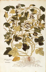 Ivy (Hedera helix nigra aurea) de Leonhart Fuchs de De historia stirpium commentarii insignes (Notable Commentaries on the History of Plants), gravura colorida de Leonhard Fuchs