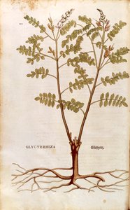 Alcaçuz ou alcaçuz (Glycyrrhiza glabra) de Leonhart Fuchs de De historia stirpium commentarii insignes (Notable Commentaries on the History of Plants) gravura colorida de Leonhard Fuchs