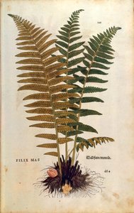 Feto macho (Dryopteris filix-mas) de Leonhart Fuchs de De historia stirpium commentarii insignes (Notable Commentaries on the History of Plants) gravura colorida
