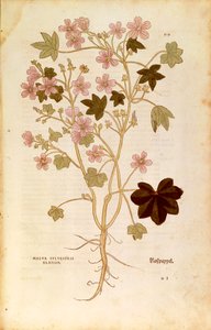 Mallow (Malva sylvestris elatior) de Leonhart Fuchs da De historia stirpium commentarii insignes (Notable Commentaries on the History of Plants), gravura colorida de Leonhard Fuchs