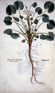 Malva Sylvestre (Great Purple) - in "De Historia Stirpium commentarii insígnia" de Leonhart Fuchs de Leonhard Fuchs