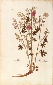 Marshmallow - Althaea by Leonhart Fuchs from De historia stirpium commentarii insignes (Notable Commentaries on the History of Plants) gravura colorida de Leonhard Fuchs