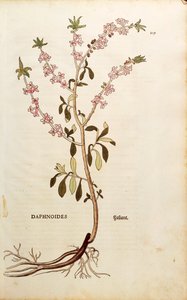 Mezereon - Daphne mezereum (Daphnoides)de Leonhart Fuchs de De historia stirpium commentarii insignes (Notable Commentaries on the History of Plants), gravura colorida de Leonhard Fuchs