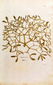 Mistletoe (Viscum album) de Leonhart Fuchs de De historia stirpium commentarii insignes (Notable Commentaries on the History of Plants) gravura colorida de Leonhard Fuchs