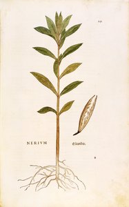 Oleandro (Nerium oleander) de Leonhart Fuchs de De historia stirpium commentarii insignes (Notable Commentaries on the History of Plants), gravura colorida de Leonhard Fuchs