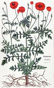 Papoila de Leonhard Fuchs