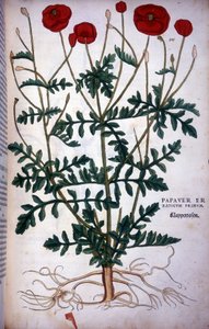 Poppy in - in "De Historia Stirpium commentarii badges,..." de Leonhart Fuchs de Leonhard Fuchs