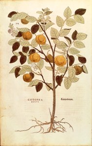 Quince - Cydonia oblonga (Cotonea malus) de Leonhart Fuchs de De historia stirpium commentarii insignes (Notable Commentaries on the History of Plants), gravura colorida