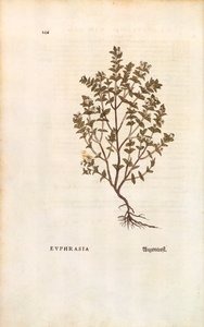 Red Eyebright (Euphrasia officinalis) de Leonhart Fuchs de De historia stirpium commentarii insignes (Notable Commentaries on the History of Plants) gravura colorida de Leonhard Fuchs
