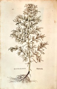 Rosemary, Rosmarinus Officinalis (Rosmarinus). gravura colorida de Leonhard Fuchs