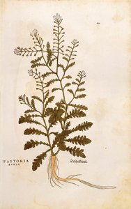 Capsella bursa-pastoris (Pastoria bursa) de Leonhart Fuchs de De historia stirpium commentarii insignes (Notable Commentaries on the History of Plants) gravura colorida de Leonhard Fuchs