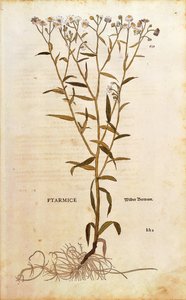 Sneezewort - Achillea ptarmica (Ptarmice) de Leonhart Fuchs de De historia stirpium commentarii insignes (Notable Commentaries on the History of Plants) gravura colorida de Leonhard Fuchs