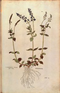 Speedwell - Veronica officinalis ou Compact blue speedwell - Veronica allionii (Chamaedrys vulgaris mas) de Leonhart Fuchs de De historia stirpium commentarii insignes (Notable Commentaries on the History of Plants) gravura colorida de Leonhard Fuchs