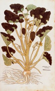 Ecballium elaterium (Cucumis sylvestris) de Leonhart Fuchs da De historia stirpium commentarii insignes (Notable Commentaries on the History of Plants) gravura colorida