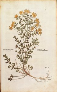 Hipericum perforatum de Leonhart Fuchs de De historia stirpium commentarii insignes (Notable Commentaries on the History of Plants) gravura colorida de Leonhard Fuchs