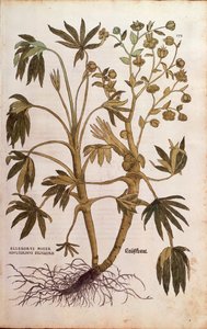 Stinking Hellebore ou Dungwort - Helleborus foetidus (Helleborus niger adulterinus sylvestris) por Leonhart Fuchs de De historia stirpium commentarii insignes (Notable Commentaries on the History of Plants), gravura colorida de Leonhard Fuchs