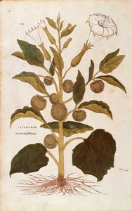 Thorn apple or jimson weed - Datura stramonium (Stramonia) de Leonhart Fuchs de De historia stirpium commentarii insignes (Notable Commentaries on the History of Plants), gravura colorida de Leonhard Fuchs