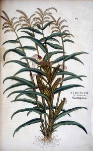 Turcicum Frumentum (Mis) - in "De Historia Stirpium commentarii insignes" de Leonhart Fuchs de Leonhard Fuchs