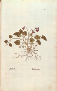 Violet (Viola odorata) de Leonhart Fuchs de De historia stirpium commentarii insignes (Notable Commentaries on the History of Plants), gravura colorida