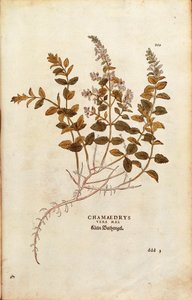 Wall Germander - Teucrium chamaedrys (Chamaedrys vera mas) de Leonhart Fuchs de De historia stirpium commentarii insignes (Notable Commentaries on the History of Plants) gravura colorida de Leonhard Fuchs