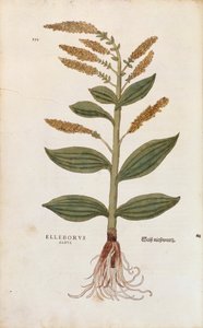 White Hellebore - Álbum Veratrum (Elleborus albus) de Leonhart Fuchs de De historia stirpium commentarii insignes (Notable Commentaries on the History of Plants), gravura colorida de Leonhard Fuchs
