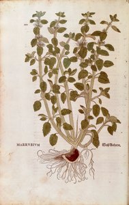 White Horehound (Marrubium vulgare) de Leonhart Fuchs de De historia stirpium commentarii insignes (Notable Commentaries on the History of Plants) gravura colorida de Leonhard Fuchs