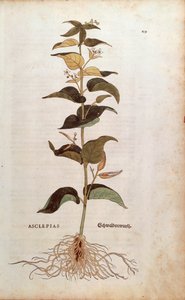 White Swallowwort - Cynanchum vincetoxicum (Asclepias) de Leonhart Fuchs de De historia stirpium commentarii insignes (Notable Commentaries on the History of Plants) gravura colorida de Leonhard Fuchs