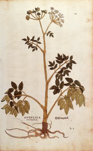 Angélica selvagem (Angelica sylvestris) de Leonhart Fuchs de De historia stirpium commentarii insignes (Notable Commentaries on the History of Plants) gravura colorida de Leonhard Fuchs