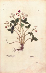 Woodland strawberry - Fragaria vesca (Fragaria maior et minor) de Leonhart Fuchs de De historia stirpium commentarii insignes (Notable Commentaries on the History of Plants), gravura colorida de Leonhard Fuchs