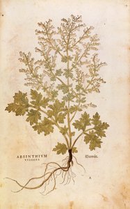 Wormwood - Artemisia absinthium (Absinthium vulgare) de Leonhart Fuchs de De historia stirpium commentarii insignes (Notable Commentaries on the History of Plants), gravura colorida de Leonhard Fuchs