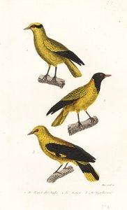 Espécies de Oriole. de Leopold Massard