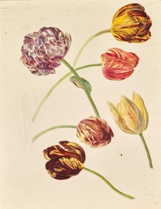Tulipas