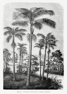  de Les Palmiers Histoire Iconographique