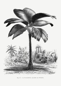  de Les Palmiers Histoire Iconographique