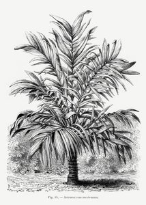  de Les Palmiers Histoire Iconographique