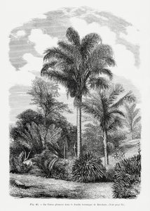  de Les Palmiers Histoire Iconographique