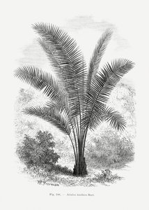  de Les Palmiers Histoire Iconographique