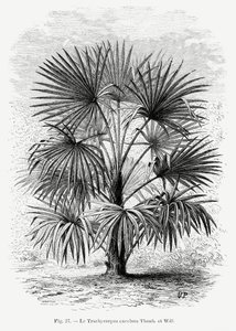  de Les Palmiers Histoire Iconographique