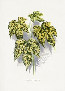  de Les Plantes a Feuillage Colore