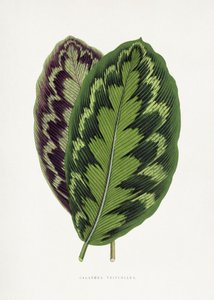  de Les Plantes a Feuillage Colore