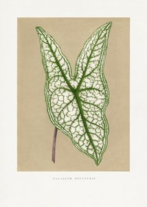  de Les Plantes a Feuillage Colore