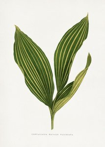  de Les Plantes a Feuillage Colore