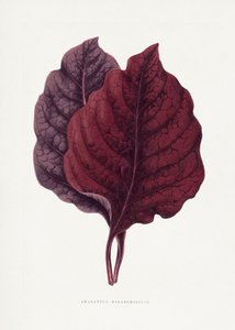  de Les Plantes a Feuillage Colore