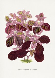  de Les Plantes a Feuillage Colore