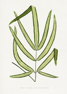  de Les Plantes a Feuillage Colore