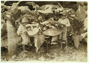 Amos 6 e Horace 4 plantas de tabaco de verme e ventosas durante todo o dia para seu pai John Neal no condado de Warren, Albaton, Kentucky, 1916 de Lewis Wickes Hine