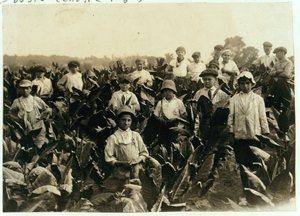 Goodrich Tobacco Farm, perto de Gildersleeve, Connecticut, 1917 de Lewis Wickes Hine
