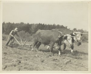 Cena rural no centro do Maine, muitos bois ainda são usados de Lewis Wickes Hine